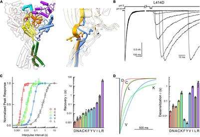 Molecular Investigation of Chicken Acid-Sensing Ion Channel 1 β11-12 Linker Isomerization and Channel Kinetics